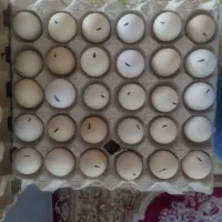 تخم مرغ محلی ب شرط نطفه