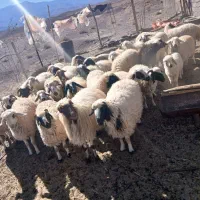 فروش ۲۰ راس میش بره|حیوانات مزرعه|راین, |دیوار