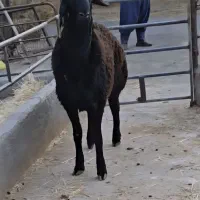 فروش گوسفند بره نر میش چاق با بهترین تغذیه ارگانیک