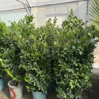 طراحی و اجرا گل و گیاه فضای باز|گل و گیاه طبیعی|ملارد, |دیوار