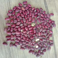 حبوبات خوش پخت و ارگانیک لرستان|خوردنی و آشامیدنی|تهران, میدان ولیعصر|دیوار