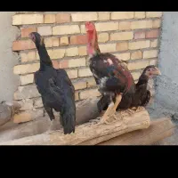 لاری به صورت یکجاوتوافقی