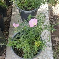 گیاه مغربی صورتی (اونترا)|گل و گیاه طبیعی|تهران, عباس‌آباد|دیوار
