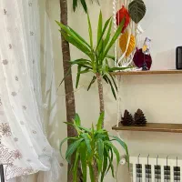 فروش درخت تزئینی