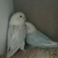 طوطی برزیلی نرو ماده|پرنده|میانه, |دیوار