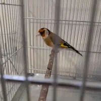 سهره|پرنده|نهاوند, |دیوار