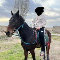 اسب جوان بهترین نژاد|اسب و تجهیزات اسب‌سواری|دلبران, |دیوار