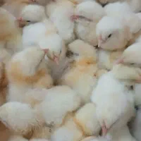 جوجه گوشتی نژاد راس تضمینی
