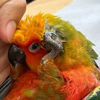 سان کانور خورشیدی|پرنده|اردبیل, |دیوار