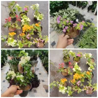 گل کاغذی خوش رنگ ریسه زاموفیلیا یاس رز لیندا خاک