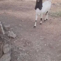 شهرستان لنده