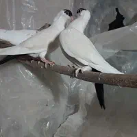 کبوتر ساتن بلژیکی آبی و هملت سیاه|پرنده|نجف‌آباد, کهریزسنگ|دیوار