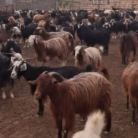 بز دورگه پاکستانی محلی