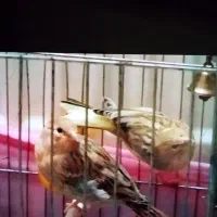 جوجه قتاری ردفاکتور