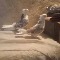 یه جفت نروماده دهن جور