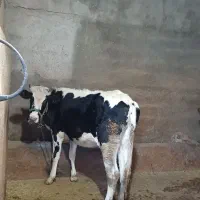 گاو