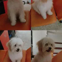 سگ نژاد شیتزو