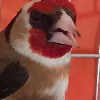 سهره نر جوان