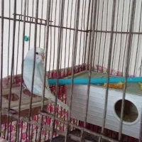 مرغ عشق مولد