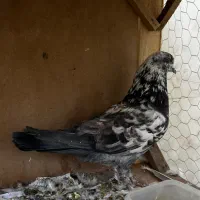 کفتر|پرنده|قم, آزادگان|دیوار