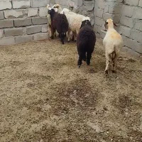 فروش بره ماده و بزغاله نر