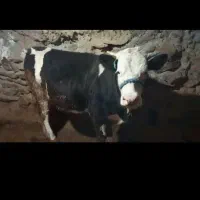 نوبرسیمینتال ۵ماه آبستن