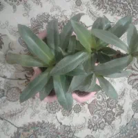 گل موسی در گهواره