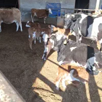 گوساله چاق سمینتال