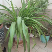 انواع گلهای طبیعی خانگی زیبا  سربزوسرحال|گل و گیاه طبیعی|بومهن, |دیوار