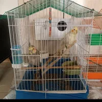 عروس هلندی تخم گزار و دستی