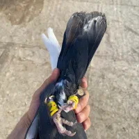 کبوتر قارا نر پرنده|پرنده|الوند, |دیوار