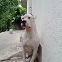 داگو آرژانتینو|سگ|بابل, |دیوار