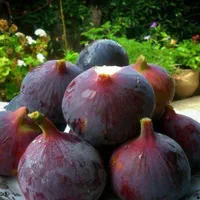 نهال های انجیر سه فصل زرد سیاه گلدانی آماده باردهی