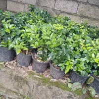 یاس هلندی|گل و گیاه طبیعی|کلاچای, |دیوار