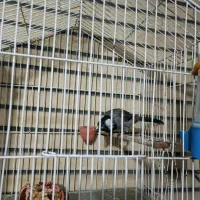 قناری نر رنگ خاص متن رو بخون