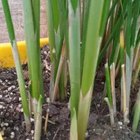 نخل مرداب ارتفاع ۸۸ سانت|گل و گیاه طبیعی|خرمآباد, |دیوار