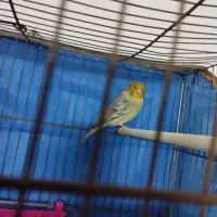 قناری نر قرص بخون