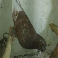 پرنده|پرنده|ملایر, |دیوار