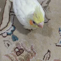 فروش جوجه عروس هلندی لوتینو