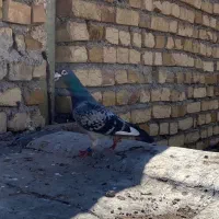 کفتر|حیوانات|تاکستان, |دیوار