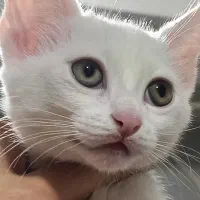 گربه ترکیش - پرشین|گربه|قرچک, مهدیه|دیوار