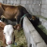 گاوگوشتی