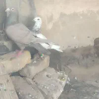 صید معاوضه|پرنده|مشهد, کارمندان دوم|دیوار