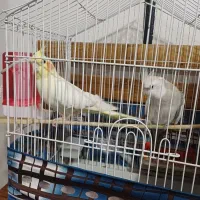 عروس هلندی مولد