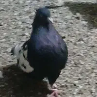 سینه سیاه تمیز یه جفت نوک سفید .وجفت.کله دم سیاه|پرنده|کرخه, |دیوار