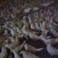 دامپزشک یا کاردان دامپزشک جهت مسئول فنی مرغداری