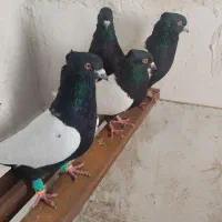 ماده سینه ای