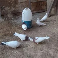 کفتر طوقی تهرانی|پرنده|اسدآباد, |دیوار