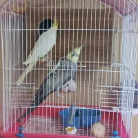 عروس هلندی جفت