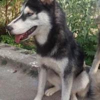 سگ هاسکی